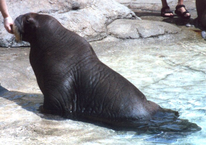 [img width=660 height=466 cacheid=000da454002719950e7fc5851a01ca90b8]http://www.cogsci.indiana.edu/farg/harry/bio/zoo/walrus.jpg[/img]
