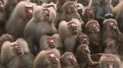 [img width=410 height=229 cacheid=000dbdb800275aa9b3e6f6901a01d2bd24]http://www.zoo-emmen.nl/images/pagina_algemeen/aktueel/bus/mantelbaviaan.jpg[/img]