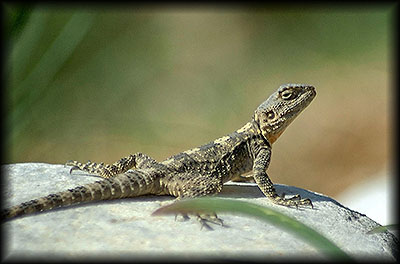 [img width=400 height=264 cacheid=000e11a9002839a7ee21c1cb1a01eb167d]http://www.pws-online.nl/Fotografie/hagedis%20priene.jpg[/img]