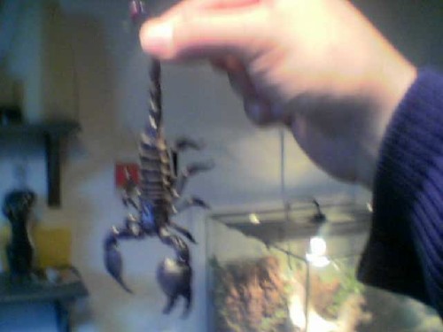 [img width=500 height=375 cacheid=000e21c7002860e98584f67d1a01ef4ba0]http://www.mijnalbum.nl/Foto=Z4XPBRDS[/img]