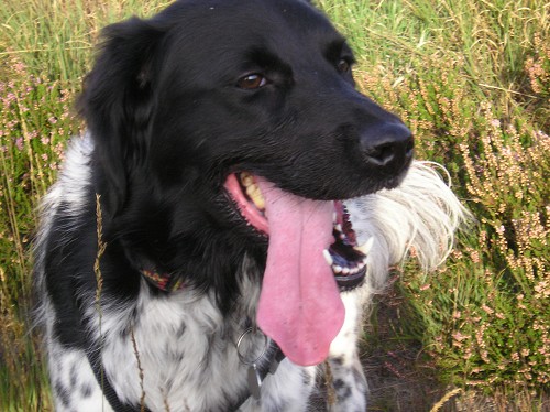 [img width=500 height=374 cacheid=000e455c0028b85dd21513911a01f86a4f]http://www.treemail.nl/senta/fotos/zomer2006/tong.jpg[/img]