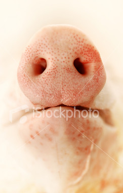 [img width=243 height=380 cacheid=000e5f530028fa2b37038e8f1a01fff4c8]http://www1.istockphoto.com/file_thumbview_approve/1390363/2/istockphoto_1390363_pigs_nose.jpg[/img]