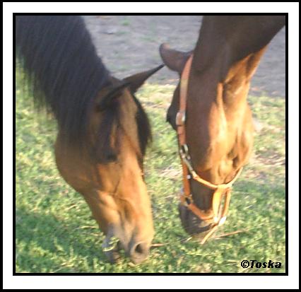 [img cacheid=000e6bdd00291a1faffb7fae1e000643fd]http://img133.imageshack.us/img133/5387/5is6.jpg[/img]