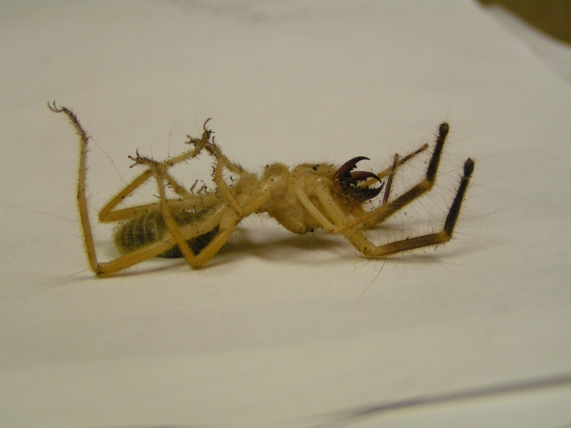 [img width=640 height=480 cacheid=000eec99002a48bd94d941b51a0223e11b]http://upload.wikimedia.org/wikipedia/commons/c/c6/CamelSpiderProfile.jpg[/img]