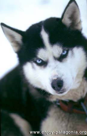 [img width=289 height=450 cacheid=000f5eaa002b489ec06efe951e00083a47]http://www.enjoy-patagonia.org/patagonia-pictures/gallery_photos/ushuaia/valle-de-los-huskies-perros-15.jpg[/img]