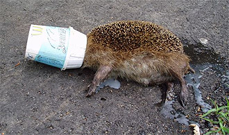 [img width=330 height=195 cacheid=000f69bb002b60c670ef46931a023be855]http://www.dierenbescherming.nl/img/nieuwsfotos/macflurry.jpg[/img]