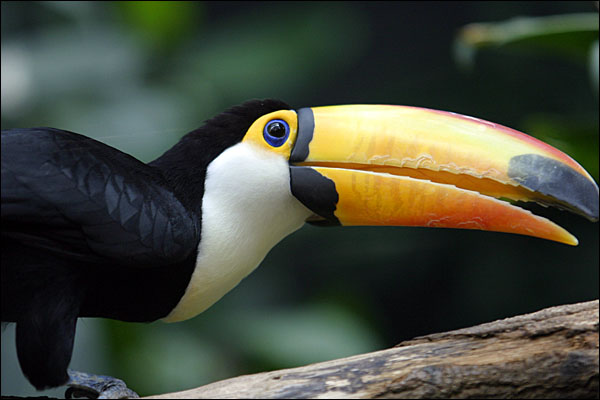 [img width=600 height=400 cacheid=000f6d85002b68bf88fb9b851a023ca033]http://www.jellejanvanveelen.nl/gfx/photos/88572918ccdd3dd1721727aa6406bdc6.jpg[/img]