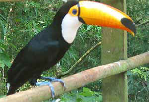 [img width=300 height=206 cacheid=000f6d86002b68c3a2f8cded1a023ca046]http://www.brazilieonline.nl/images/toekan.jpg[/img]