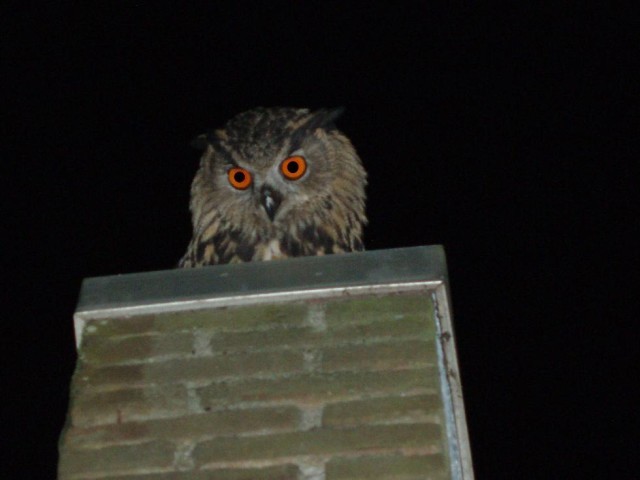 [img width=640 height=480 cacheid=000f8e95002bad00a466aef71a02424668]https://album.partyflock.nl/42371427.jpg[/img]