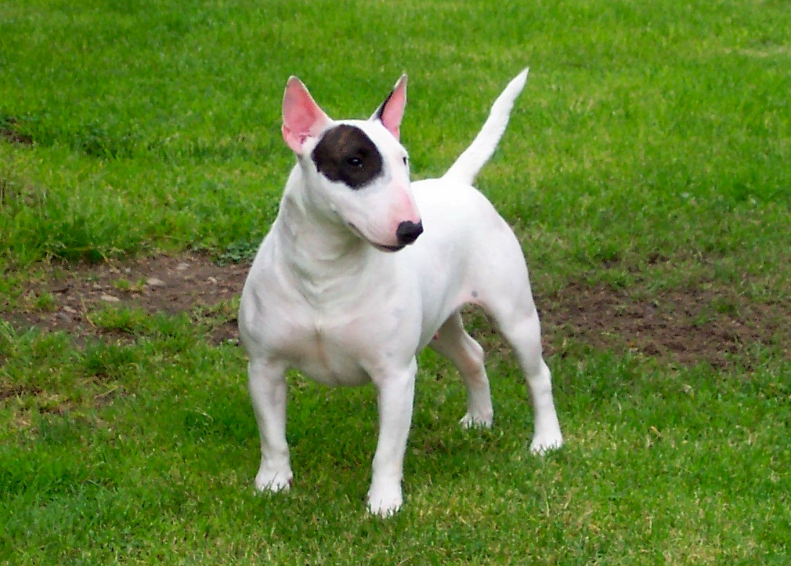 [img width=1024 height=733 cacheid=000fb21e002ec2fcbbd5863d1a02b032cd]http://www.shaolinkennels.com/minibullterrierpinky.jpg[/img]