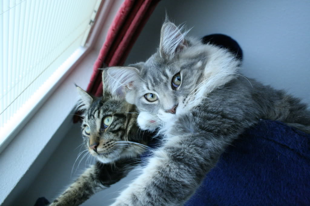 [img width=1024 height=683 cacheid=000ffd30002c8bc3434aaf941a0255727b]http://i268.photobucket.com/albums/jj8/norma1963/017-3.jpg[/img]