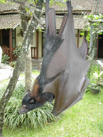 [img width=360 height=480 cacheid=00101336002cb7a8a10550f71a02b0b15c]http://www.stephanusrotterdam.nl/starnet/media/leerlingen/vleerhond.jpg[/img]