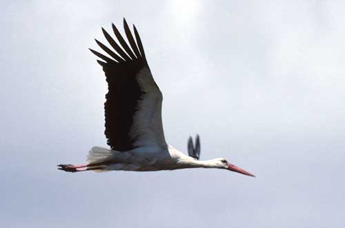 [img width=500 height=331 cacheid=001054f3002d2ea76fca59cd1a026e098b]http://www.wandeleninportugal.info/images/k_ooievaar_vliegend2_middel.jpg[/img]