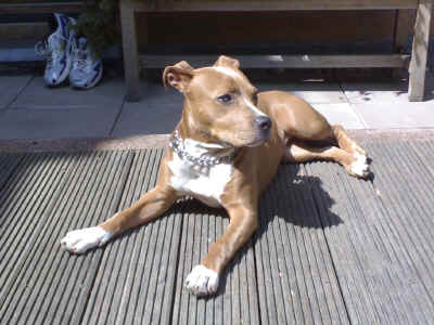 [img width=400 height=300 cacheid=001097cd002da32fc27e470c1a02833728]http://2.bp.blogspot.com/_zldamFvQS6A/R1QZ2uvN9BI/AAAAAAAAAMU/HgeP3plim3c/s1600-R/brussels_dog_show_stafford.jpgp[/img]