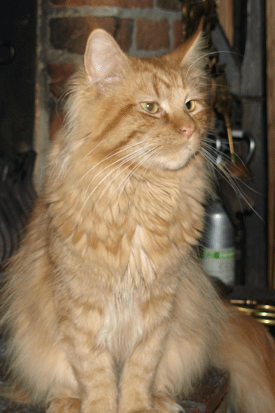 [img width=390 height=585 cacheid=0010ae76002dc7e25c4f78041a0289f014]http://www.omnitopia.nl/images/Bully_02.gif[/img]