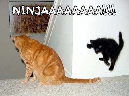[img width=450 height=335 cacheid=0010c3da002de97379d9adf91a028fcb4e]http://greytinspirations.files.wordpress.com/2007/10/lolcatsdotcomfbw0wlk98asucaok.jpg[/img]