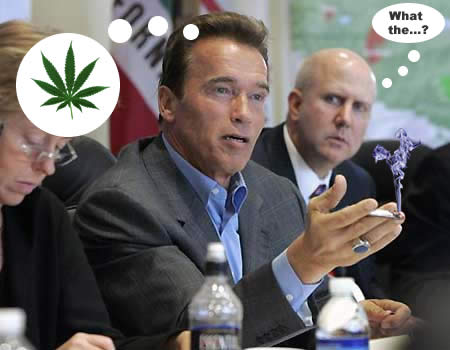 [img width=450 height=350 cacheid=00117c3f002ef5cc3ebcd6e31a02b6ca86]http://www.thebongplace.com/blog/wp-content/schwarzenegger.jpg[/img]