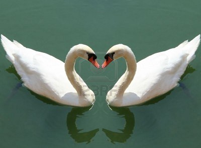 [img width=400 height=294 cacheid=001258d6002ff8d75aeb646f100291d6da]http://us.123rf.com/400wm/400/400/stelian/stelian0704/stelian070401473/860228-paar-zwanen-verliefd--liefde-symbool-concept.jpg[/img]