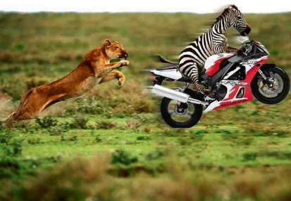 [img cacheid=0012e4d30007d54b6f69a8001a00071a8f]http://80.84.229.168/2002/juli/zebraspeed.jpg[/img]