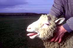 [img cacheid=00130f6a000fac1e7a277a691a0046f7ab]http://www.evilscience.net/institutions/halloffame/sheep.jpg[/img]