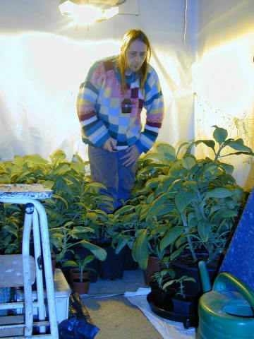 [img cacheid=001336970014c43894de8db21a00753526]http://www.salvia-divinorum.nl/salvia-divinorum-plants.jpg[/img]