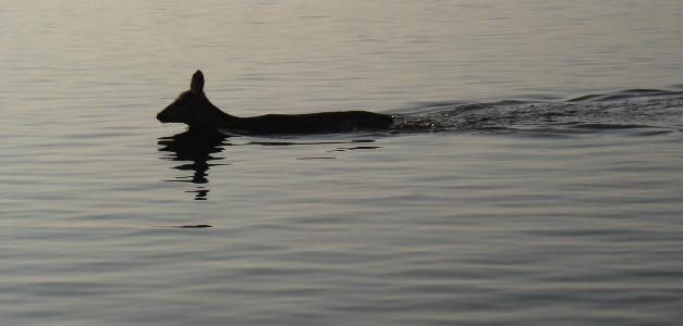 [img width=627 height=300 cacheid=00134fc700171a87d0a7ea5c1a0099c40d]http://www.snoekbaarzen.nl/visverslagen/foto/reegeit.jpg[/img]