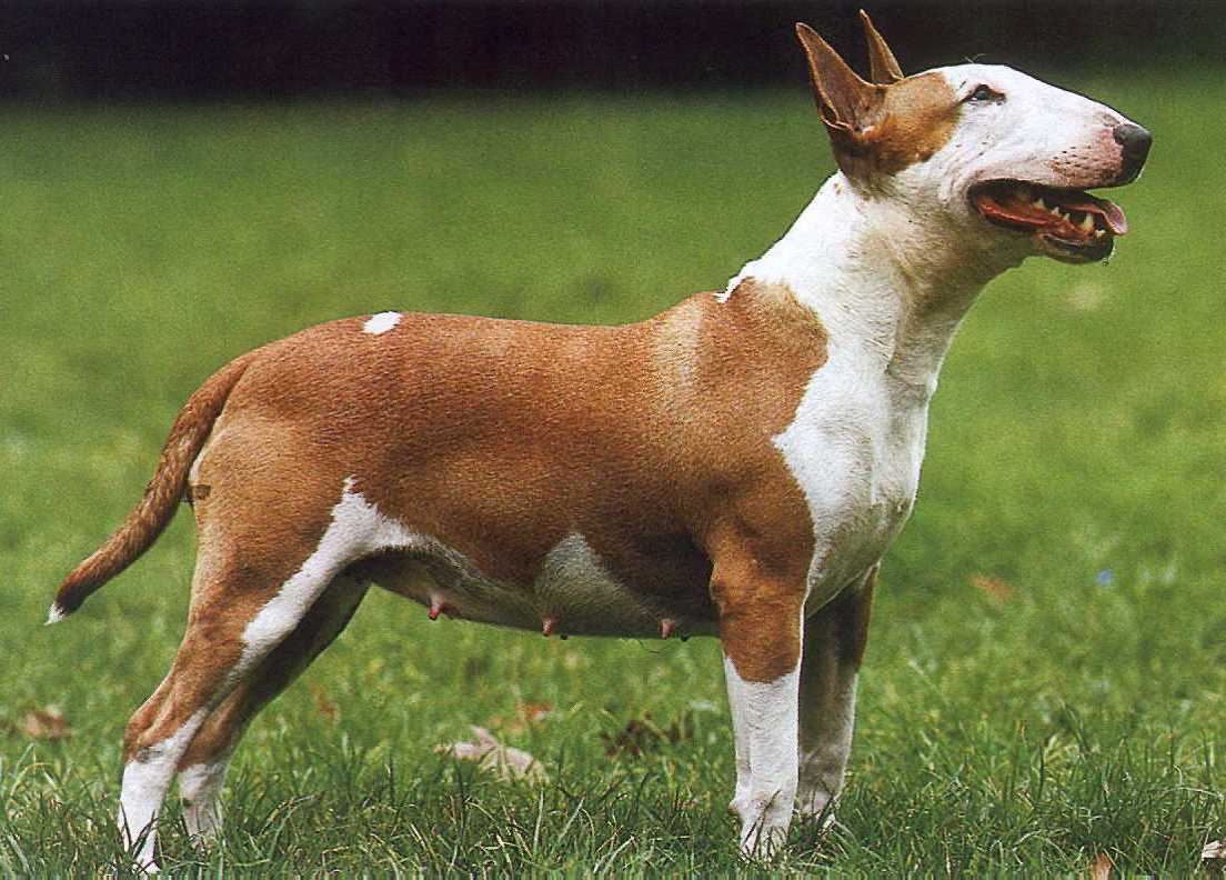 [img width=654 height=469 cacheid=0013527a00175bc061847d8a1a009dff37]http://cyno.free.fr/bull_terrier.jpg[/img]