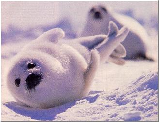 [img width=328 height=253 cacheid=00135fd30018a48fe8f088a71a00b33dbc]http://www.harpseals.org/hunt/images/babyseal.jpg[/img]