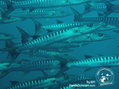 [img width=500 height=375 cacheid=001370e6001a5846a3b0a00e1a00d2f719]http://www.pandadumnam.com/photo%20gallery/School%20of%20Baracuda.gif[/img]