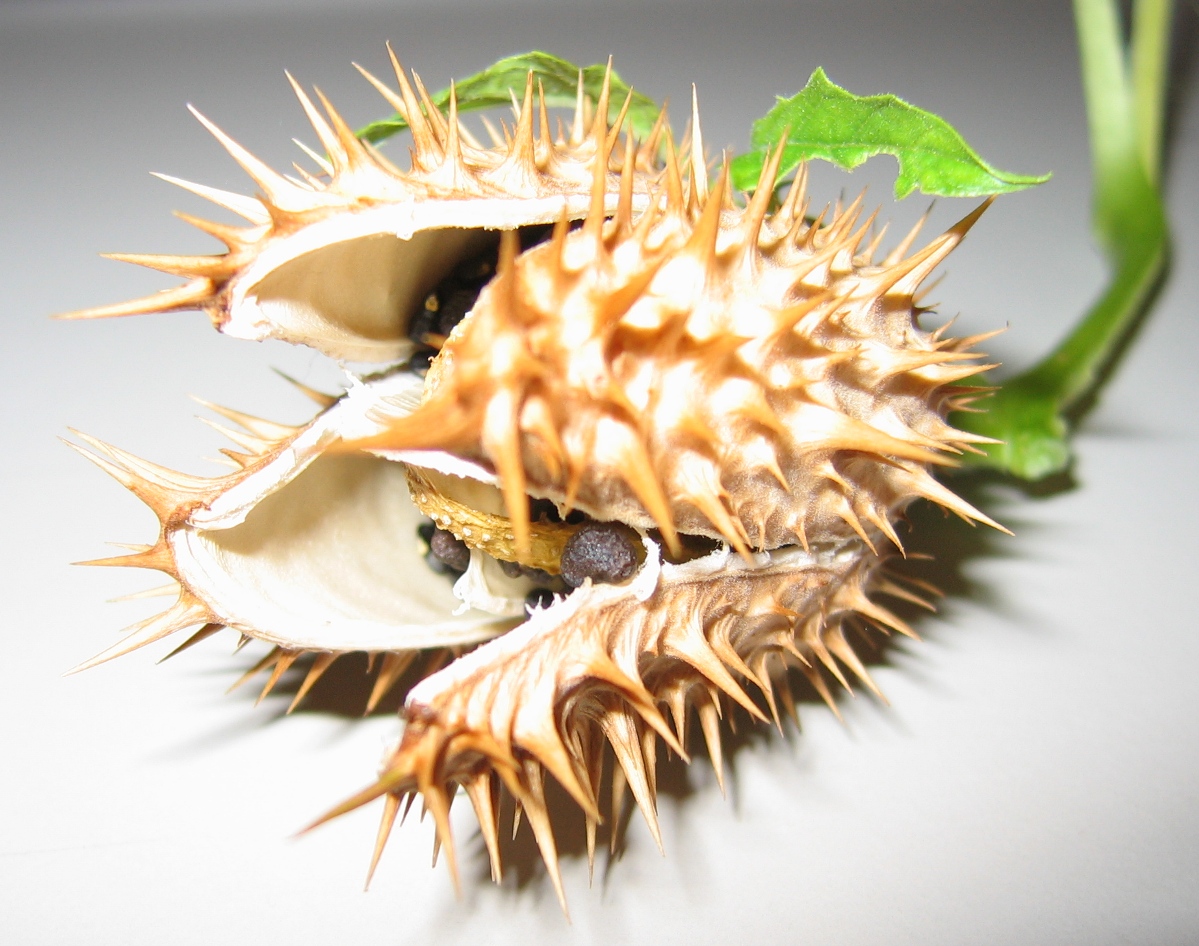 [img width=624 height=492 cacheid=001383c600050e4d3d77c4431a00f443e7]http://home.versatel.nl/misha.verhoeven/doornappelsmall.JPG[/img]