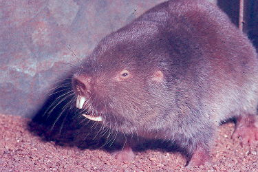 [img width=375 height=250 cacheid=0013893f00178c1fd32b9ad91a00fdaa2f]http://www.nfi.org.za/mammal/molrat.jpg[/img]