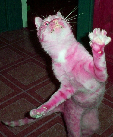 [img width=375 height=452 cacheid=00138e6a001e6f1272c3ccbe1a0107dc9e]http://mandapants.blogspot.com/fake%20cat.jpg[/img]