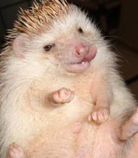 [img width=200 height=230 cacheid=0013e10300251cbef096f0851a0192a63c]http://www.sunnygarden.ru/tales/egel.jpg[/img]