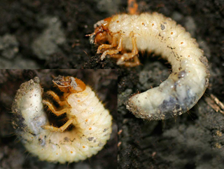 [img width=320 height=242 cacheid=00141d79002a2eeb91dfa3ba1a0220a6a1]http://www.tuin-aanleggen.be/Junikeverlarve.jpg[/img]