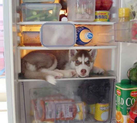 [img width=532 height=481 cacheid=00144581002ec1631d82082f1a02afec0c]http://charleykanesfunhouse.com/wp-content/uploads/2009/08/funny-dog-picture-chillin.jpg[/img]