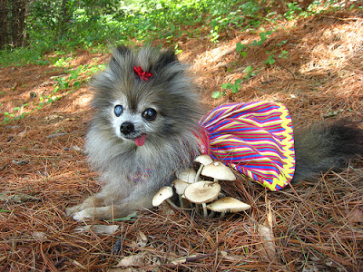 [img width=400 height=300 cacheid=001445d1002d0ca60dbafe151a02b1035f]http://3.bp.blogspot.com/_KlE4PNnEzUk/R8iJjrcGUtI/AAAAAAAAAvw/RPGhyCd9rpc/s400/crazy+dog.jpeg[/img]