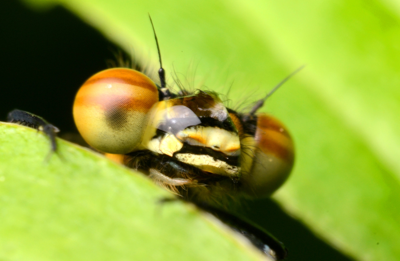 [img width=1024 height=669 cacheid=0015d1b10031e2e4a31b80e71a02dbbcad]https://album.partyflock.nl/83510902_4264154082.jpg[/img]