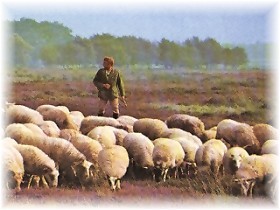 Schapen in de Valley?