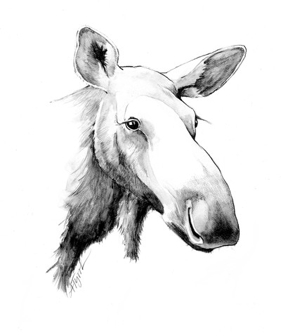 Profielafbeelding · Moose