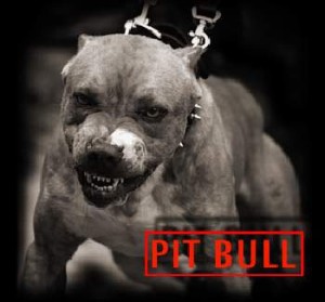 Profielafbeelding · Pitbull:bounce: