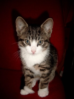 Profielafbeelding · Billy the kitten (6)